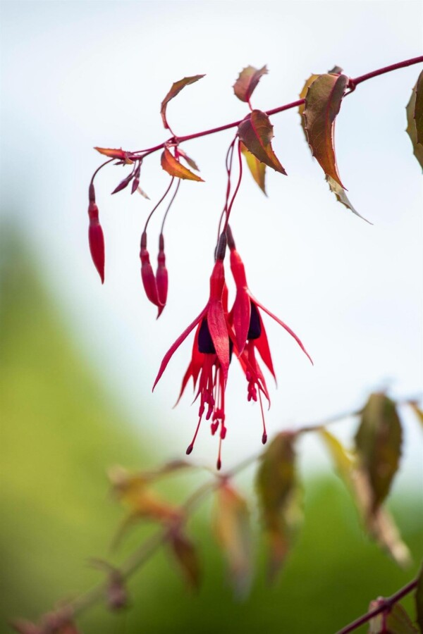 Fuchsie Fuchsia magellanica 'Riccartonii' 5-10 Topf P9 Fuchsia magellanica 'Riccartonii'
