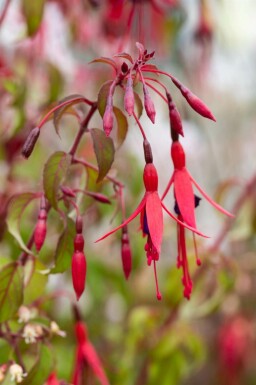 Fuchsie Fuchsia magellanica 'Riccartonii' 5-10 Topf P9 Fuchsia magellanica 'Riccartonii'
