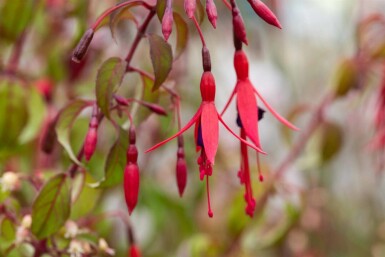 Fuchsie Fuchsia magellanica 'Riccartonii' 5-10 Topf P9 Fuchsia magellanica 'Riccartonii'