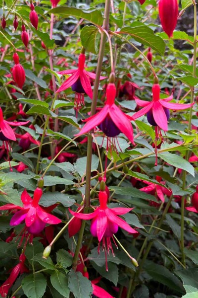 Fuchsie Fuchsia magellanica 'Mrs. Popple' 5-10 Topf P9 Fuchsia magellanica 'Mrs. Popple'