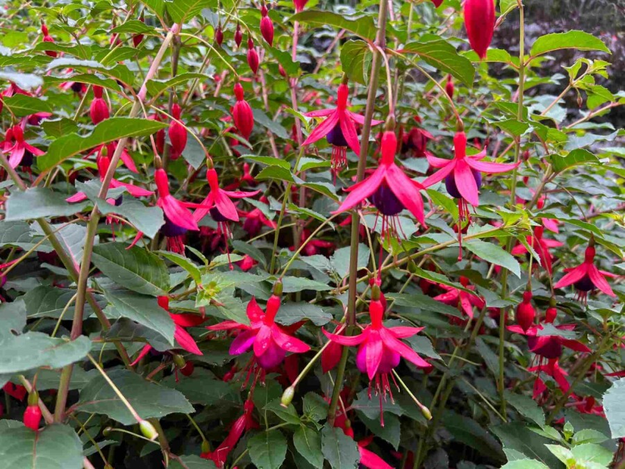 Fuchsie Fuchsia magellanica 'Mrs. Popple' 5-10 Topf P9 Fuchsia magellanica 'Mrs. Popple'