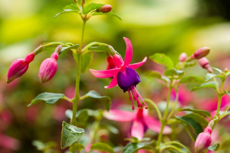 Fuchsie Fuchsia magellanica 'Tom Thumb' 5-10 Topf P9 Fuchsia magellanica 'Tom Thumb'