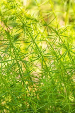 Echtes labkraut Galium verum 5-10 Topf P9 Galium verum