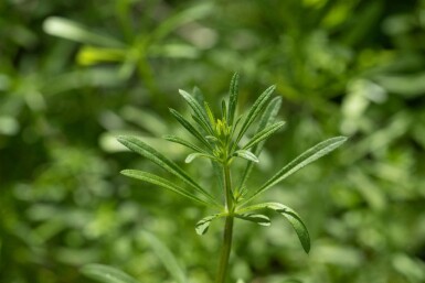 Echtes labkraut Galium verum 5-10 Topf P9 Galium verum