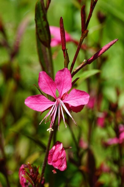 Prachtkerze Gaura lindheimeri 'Gaudi Red' 5-10 Topf P9 Gaura lindheimeri 'Gaudi Red'