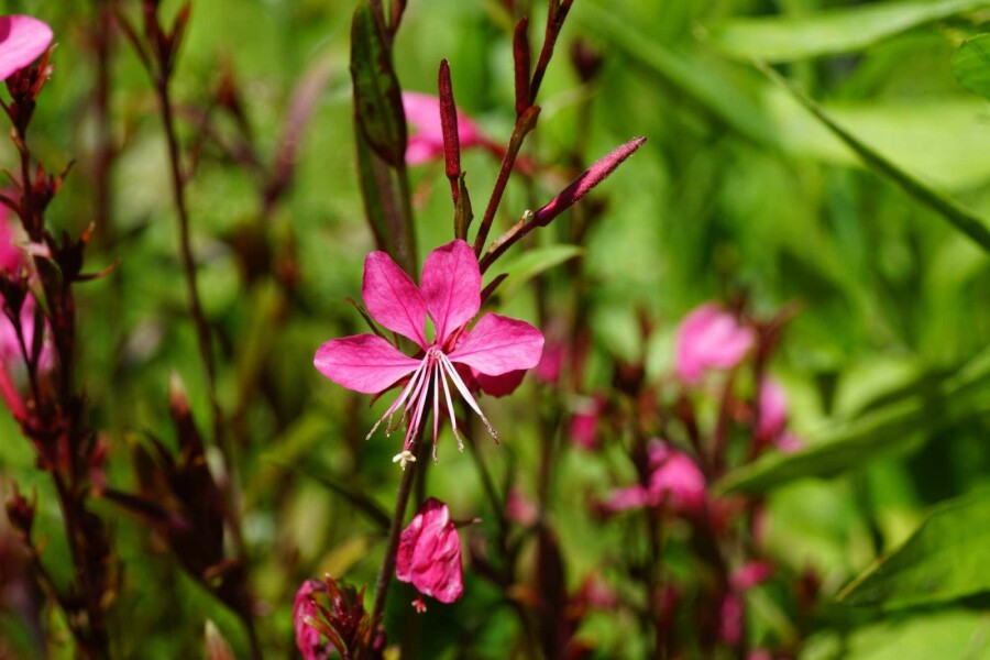 Prachtkerze Gaura lindheimeri 'Gaudi Red' 5-10 Topf P9 Gaura lindheimeri 'Gaudi Red'
