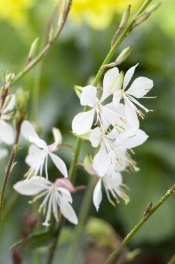Prachtkerze Gaura lindheimeri 5-10 Topf P9 Gaura lindheimeri