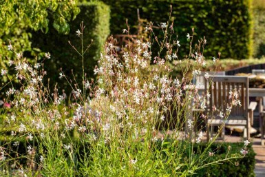 Prachtkerze Gaura lindheimeri 5-10 Topf P9 Gaura lindheimeri