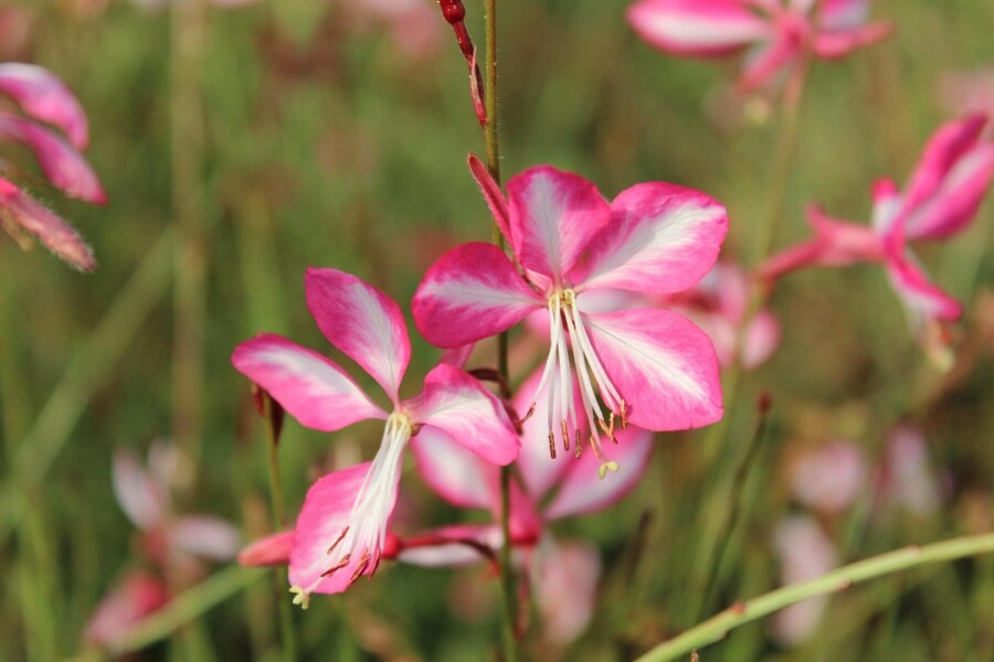Prachtkerze Gaura lindheimeri 'Rosy Jane' 5-10 Topf P9 Gaura lindheimeri 'Rosy Jane'