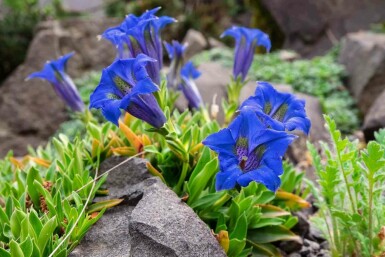 Stängelloser enzian Gentiana acaulis 5-10 Topf P9 Gentiana acaulis
