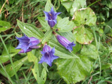 Schwalbenwurz-Enzian Gentiana asclepiadea 5-10 Topf P9 Gentiana asclepiadea