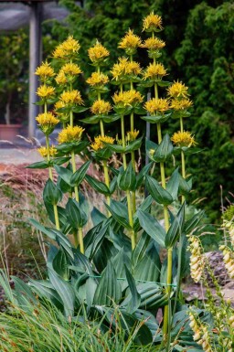 Bitterwurz Gentiana lutea 5-10 Topf P9 Gentiana lutea