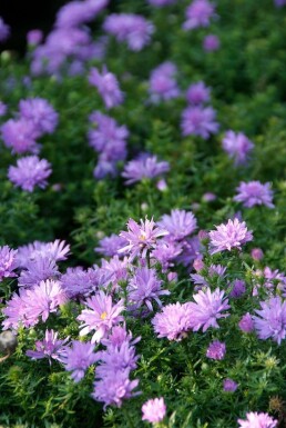 Kissen-Aster Aster dumosus 'Lady in Blue' Topf Aster dumosus 'Lady in Blue'