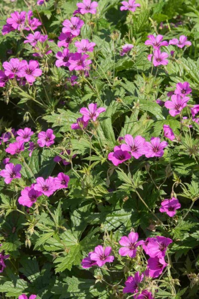 Storchschnabel Geranium procurrens 'Ann Folkard' 5-10 Topf P9 Geranium procurrens 'Ann Folkard'