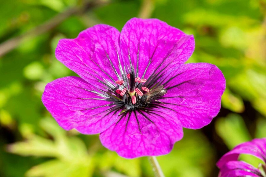 Storchschnabel Geranium procurrens 'Anne Thomson' 5-10 Topf P9 Geranium procurrens 'Anne Thomson'
