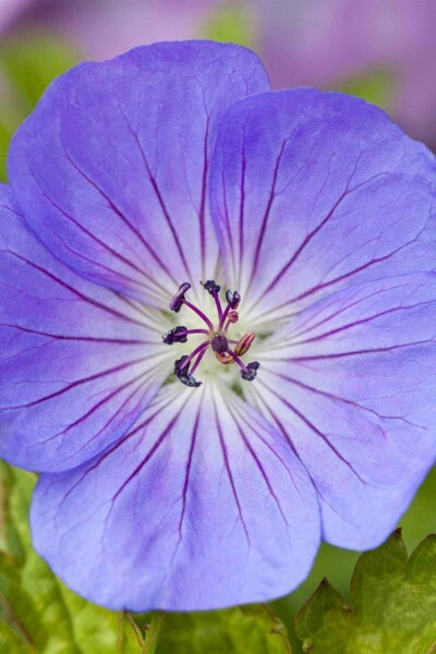 Storchschnabel Geranium wallichianum 'Azure Rush' 5-10 Topf P9 Geranium wallichianum 'Azure Rush'