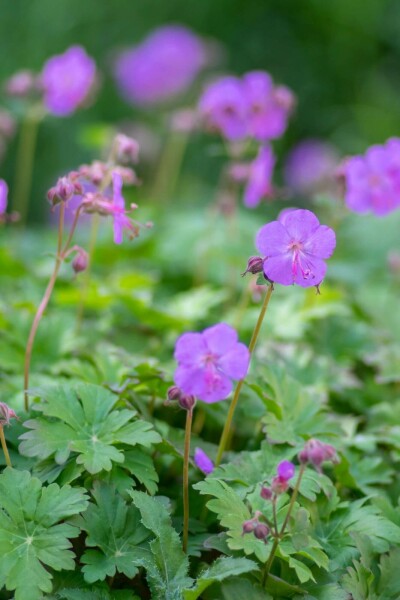 Storchschnabel Geranium cantabrigiense 'Karmina' 5-10 Topf P9 Geranium cantabrigiense 'Karmina'