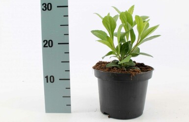 Sommer-Aster Aster frikartii 'Mönch' Topf Aster frikartii 'Mönch'