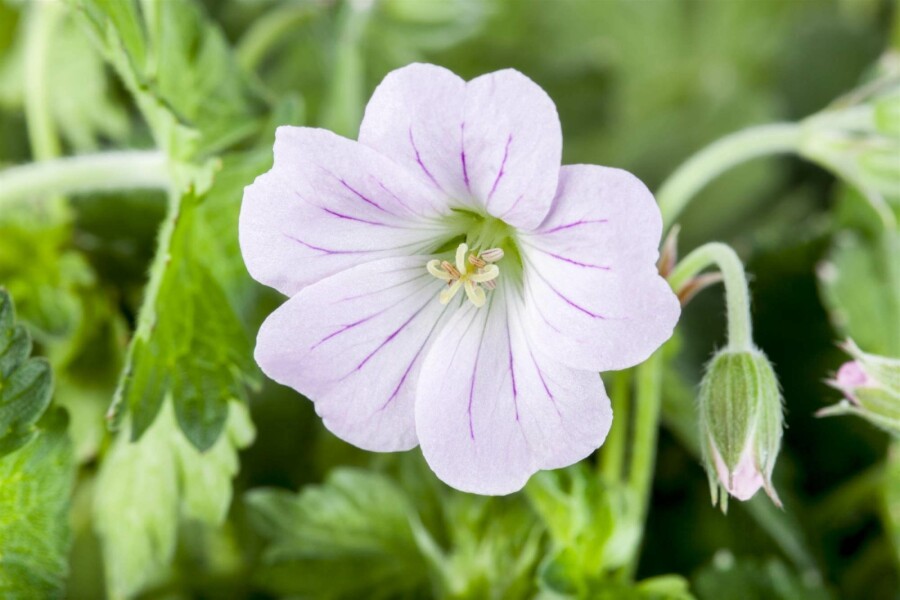 Storchschnabel Geranium hybride 'Dreamland' 5-10 Topf P9 Geranium hybride 'Dreamland'