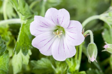 Storchschnabel Geranium hybride 'Dreamland' 5-10 Topf P9 Geranium hybride 'Dreamland'