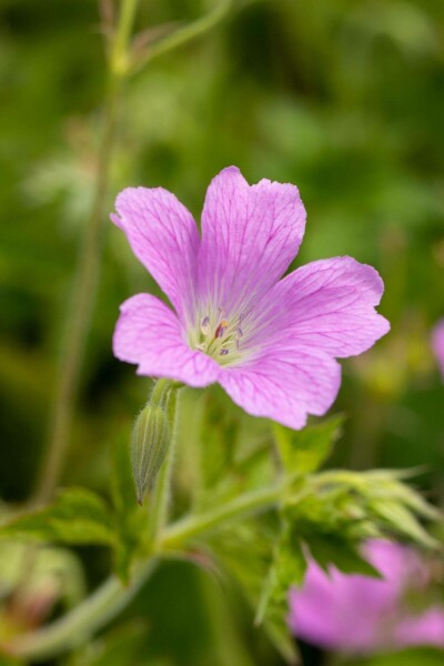 Storchschnabel Geranium oxonianum 'Claridge Druce' 5-10 Topf P9 Geranium oxonianum 'Claridge Druce'