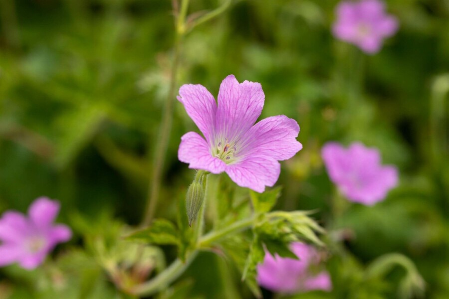 Storchschnabel Geranium oxonianum 'Claridge Druce' 5-10 Topf P9 Geranium oxonianum 'Claridge Druce'