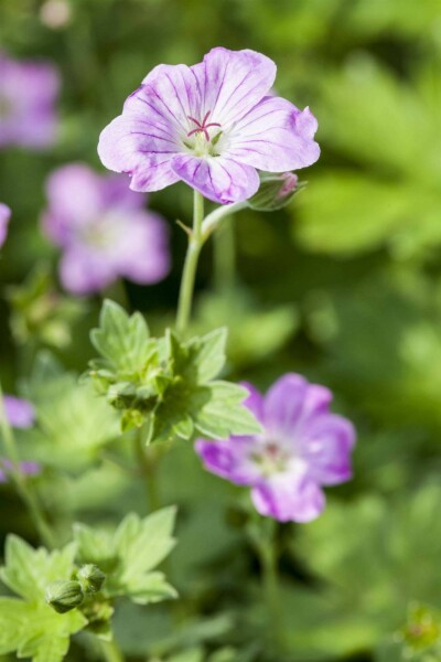 Storchschnabel Geranium endressii 5-10 Topf P9 Geranium endressii