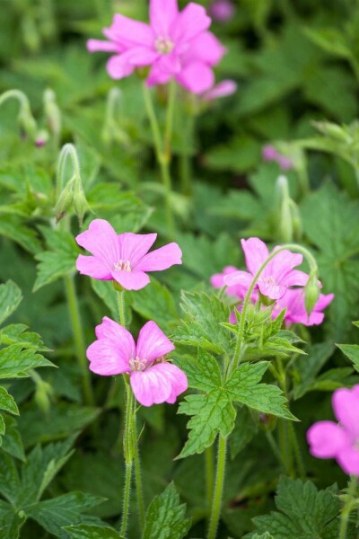 Storchschnabel Geranium endressii 'Wargrave Pink' 5-10 Topf P9 Geranium endressii 'Wargrave Pink'