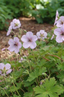 Geranium lambertii 'Joy'