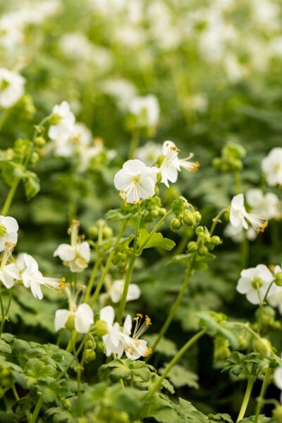 Großwurzeliger storchschnabel Geranium macrorrhizum 'White Ness' 5-10 Topf P9 Geranium macrorrhizum 'White Ness'