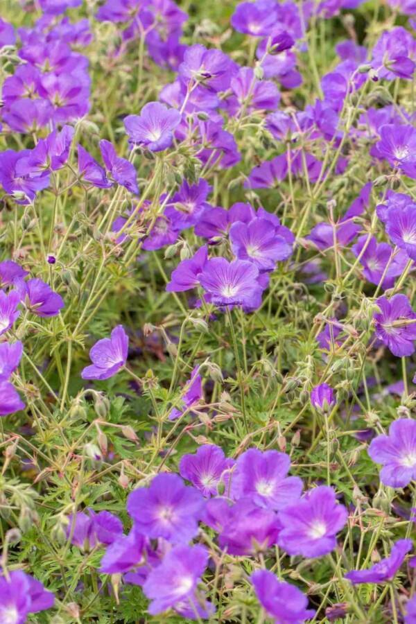 Storchschnabel Geranium pratense 'Orion 5-10 Topf P9 Geranium pratense 'Orion