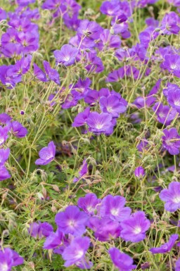 Storchschnabel Geranium pratense 'Orion 5-10 Topf P9 Geranium pratense 'Orion
