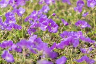 Storchschnabel Geranium pratense 'Orion 5-10 Topf P9 Geranium pratense 'Orion