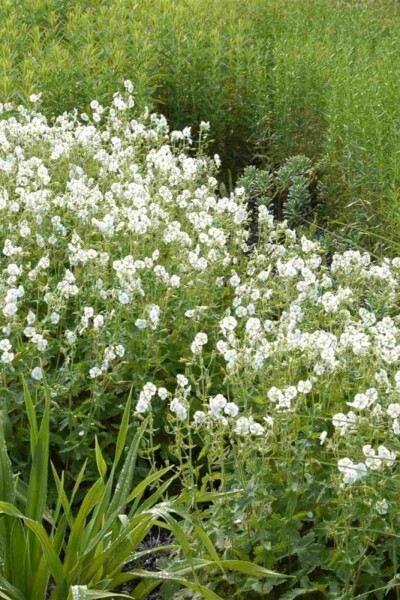 Storchschnabel Geranium phaeum 'Album' 5-10 Topf P9 Geranium phaeum 'Album'