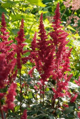 Prachtspiere Astilbe arendsii 'Fanal' Topf Astilbe arendsii 'Fanal'