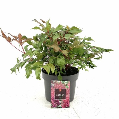 Prachtspiere Astilbe arendsii 'Fanal' Topf Astilbe arendsii 'Fanal'