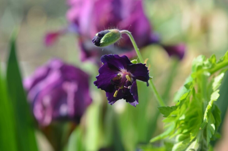 Schwarzer storchschnabel Geranium phaeum 'Raven' 5-10 Topf P9 Geranium phaeum 'Raven'