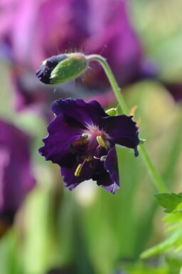 Schwarzer storchschnabel Geranium phaeum 'Raven' 5-10 Topf P9 Geranium phaeum 'Raven'