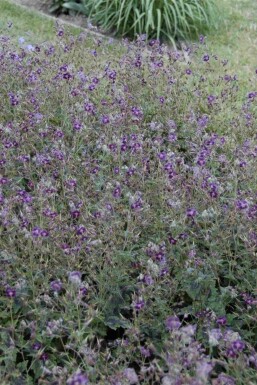 Dunkler storchschnabel Geranium phaeum 'Samobor' 5-10 Topf P9 Geranium phaeum 'Samobor'