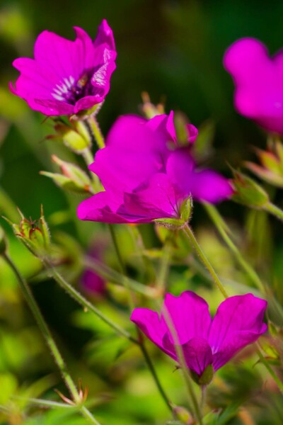 Storchschnabel Geranium wallichianum 'Pink Penny' 5-10 Topf P9 Geranium wallichianum 'Pink Penny'