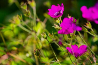 Storchschnabel Geranium wallichianum 'Pink Penny' 5-10 Topf P9 Geranium wallichianum 'Pink Penny'