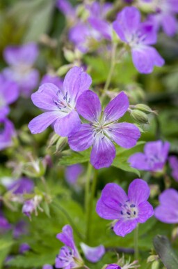 Storchschnabel Geranium pratense 5-10 Topf P9 Geranium pratense
