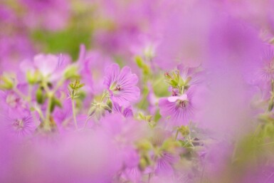 Storchschnabel Geranium pratense 5-10 Topf P9 Geranium pratense