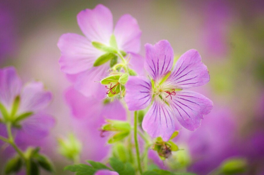 Storchschnabel Geranium pratense 5-10 Topf P9 Geranium pratense