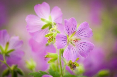 Storchschnabel Geranium pratense 5-10 Topf P9 Geranium pratense