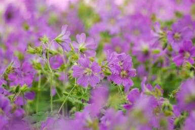 Storchschnabel Geranium pratense 5-10 Topf P9 Geranium pratense
