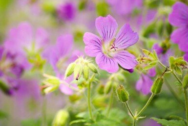 Storchschnabel Geranium pratense 5-10 Topf P9 Geranium pratense