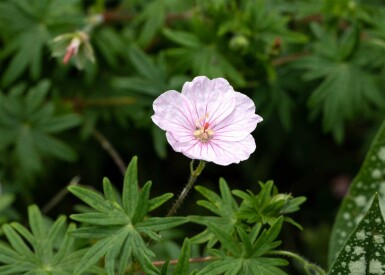 Blutroter storchschnabel Geranium sanguineum 'Apfelblüte' 5-10 Topf P9 Geranium sanguineum 'Apfelblüte'