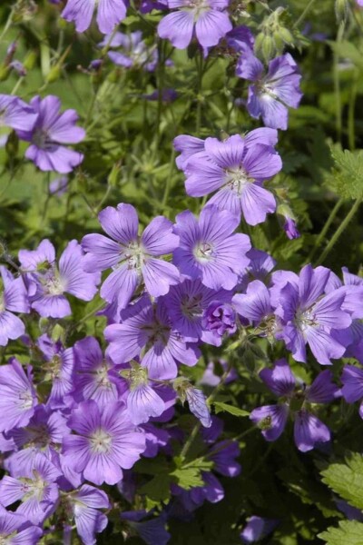 Storchschnabel Geranium gracile 'Sirak' 5-10 Topf P9 Geranium gracile 'Sirak'