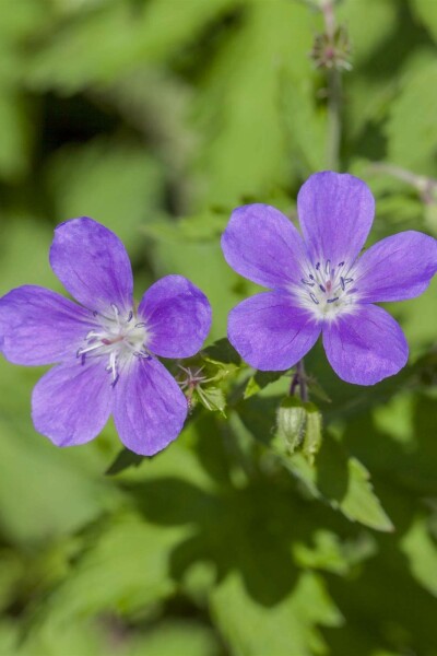 Storchschnabel Geranium sylvaticum 'Mayflower' 5-10 Topf P9 Geranium sylvaticum 'Mayflower'